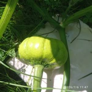 IMG_20260706_114703.thumb.jpg.f493b51b24dd92bbefc41093a27d510d.jpg