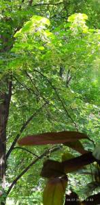 IMG_20260706_123425.jpg