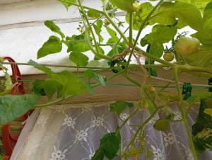 IMG_20260706_131543.jpg