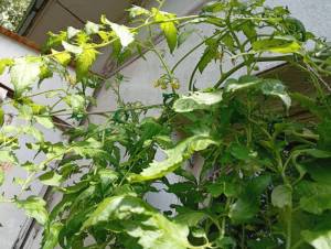 IMG_20260706_131640.jpg