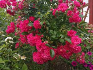 IMG_20260707_103323.thumb.jpg.8893620254fc84f71c1599f3abfad22d.jpg