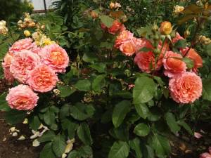 IMG_20260708_191628.thumb.jpg.cdd2a41c8dca3da5cd91652d22e467d5.jpg