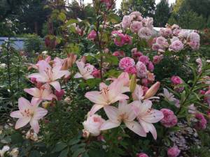 IMG_20260708_194614.thumb.jpg.f2200387945e7d0251a8853f5556c7f1.jpg