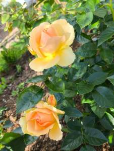 IMG_20260709_180126.thumb.jpg.e2ccf65c009231bc869e25ec2871ca7f.jpg