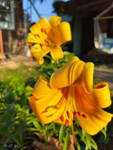 IMG_20260710_065033108.thumb.jpg.46c5c57c2645c67d1859eb5da0555be6.jpg