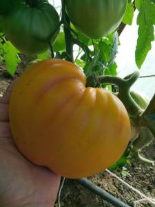 IMG_20260710_070516.thumb.jpg.6f6e08418fe30cfce2a9ba740eaef496.jpg