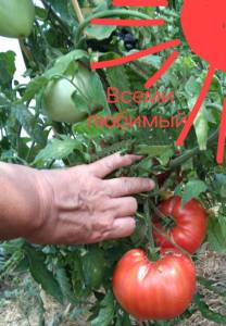 IMG_20260710_145252.jpg