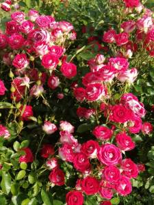 IMG_20260710_173928.thumb.jpg.b7930cda8199fd3b4805108abb6c7fa0.jpg