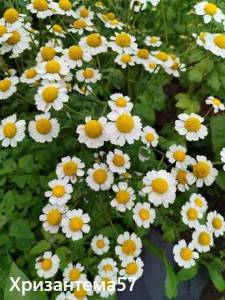 IMG_20260711_090824.thumb.jpg.d31dd3d364952e209c44504f5a085cbb.jpg