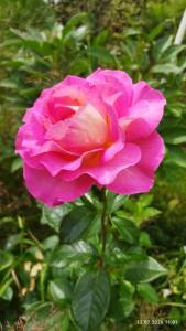 IMG_20260712_110114.thumb.jpg.2b1a47da120195dd627eb8a472b31bda.jpg