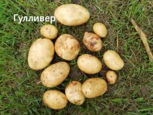 IMG_20260714_064005.thumb.jpg.4448ee83af9a29f5568db36abea66906.jpg