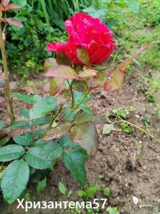 IMG_20260714_065516.thumb.jpg.e58c9d3ac4bb983565ddb1af3efd9dd4.jpg
