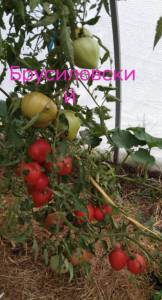 IMG_20260715_134451.jpg