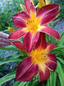 IMG_20260715_190323_431.thumb.jpg.1ce047784fbb5a8e781e1a0bb189b43f.jpg