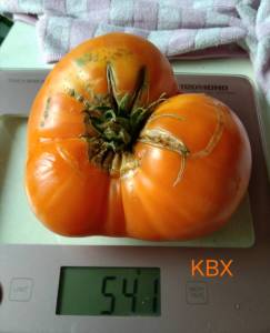 IMG_20260716_082105.jpg