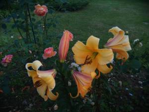 IMG_20260717_194819.thumb.jpg.4b56122849fe4fadc9fc7f3a2830e795.jpg
