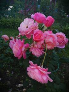 IMG_20260717_195408.thumb.jpg.f8bc7db0c9182f41f65dc2d63c884a34.jpg