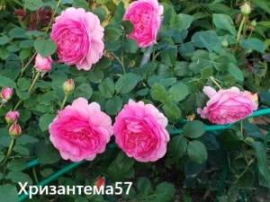 IMG_20260718_200239.thumb.jpg.65d165600c6e49b1e702c9217a430bdb.jpg