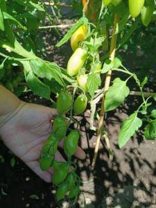 IMG_20260719_161057_821.thumb.jpg.15878fad3dbce67a8919e01ea9b9c5d4.jpg