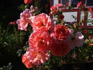 IMG_20260720_085130.thumb.jpg.a41fc1d319d8b28baa44cd687cb9acc8.jpg