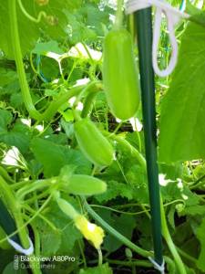 IMG_20260720_141518_5.jpg