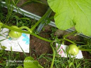 IMG_20260722_074548_5.jpg
