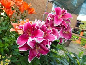 IMG_20260722_075620980.thumb.jpg.6f27cf308dff18957c9ff1a1356c8ca4.jpg