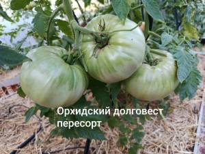 IMG_20260722_112404.jpg