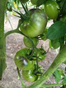 IMG_20260722_194546_988.thumb.jpg.55e8feed1c6e1ed591bcc48ea56b0c42.jpg