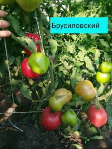 IMG_20260723_085610.thumb.jpg.92e3d8ef8c40ab8ad8ca8aaceb9a2245.jpg