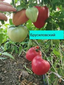 IMG_20260723_085756.thumb.jpg.e9e3e2bdb8caba9b9adc49867fef7f40.jpg