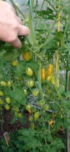 IMG_20260723_155210_resize_77.jpg
