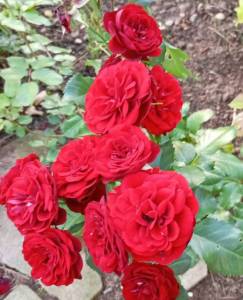 IMG_20260723_222856.jpg