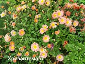 IMG_20260724_191940.thumb.jpg.bd92de18b64f65d33f123122276f283a.jpg