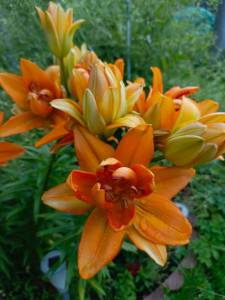 IMG_20260725_105857_335.jpg