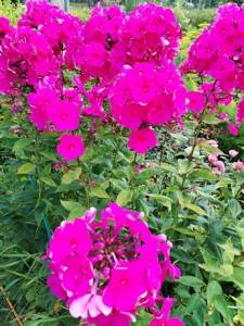 IMG_20260725_161217.thumb.jpg.3bf9b33148062944f4d84a516f2b6822.jpg