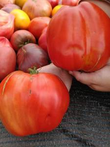 IMG_20260725_182637_253.thumb.jpg.c4c7076822cb68e326550d3eb55dc1cc.jpg