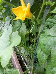IMG_20260726_121352_6.jpg