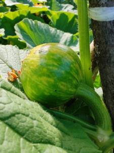 IMG_20260727_162136.jpg