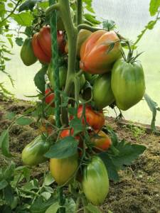 IMG_20260728_155225.jpg