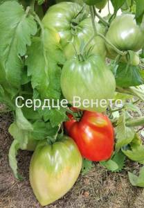 IMG_20260728_172202.thumb.jpg.a72a7bb18916829a75e771d0bb83610a.jpg