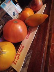 IMG_20260729_170536.thumb.jpg.aa17058555edd5c8a488ef5ac540a055.jpg