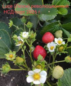 IMG_20260731_065343.jpg