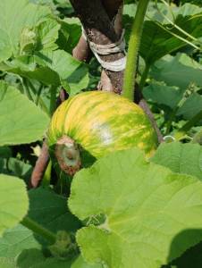 IMG_20260731_123439.thumb.jpg.cce62f3118d466ae8eb50e21069a8e8a.jpg