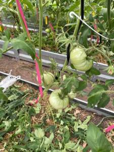 IMG_2175.jpeg