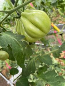 IMG_2179.jpeg
