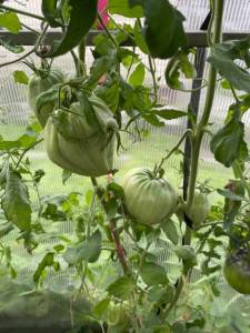 IMG_2221.thumb.jpeg.72cf346ba609e9991e94d6b1963fe5a9.jpeg