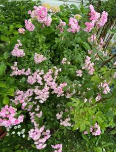 IMG_2246.jpeg