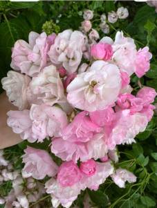 IMG_2247.jpeg