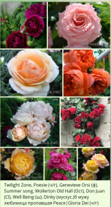 IMG_2248.png